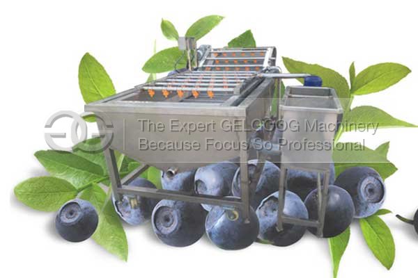 bubble type blueberry washing machine with low price