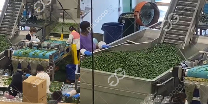 automatic washing cucumber in factory