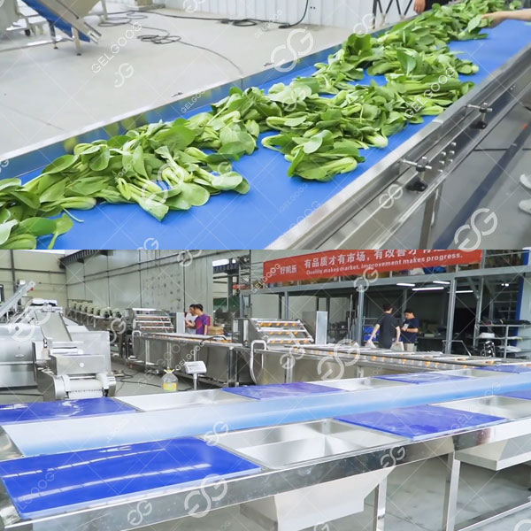 Transform Your Vegetable Processing Business with cutting -Edge Cleaning Equipment