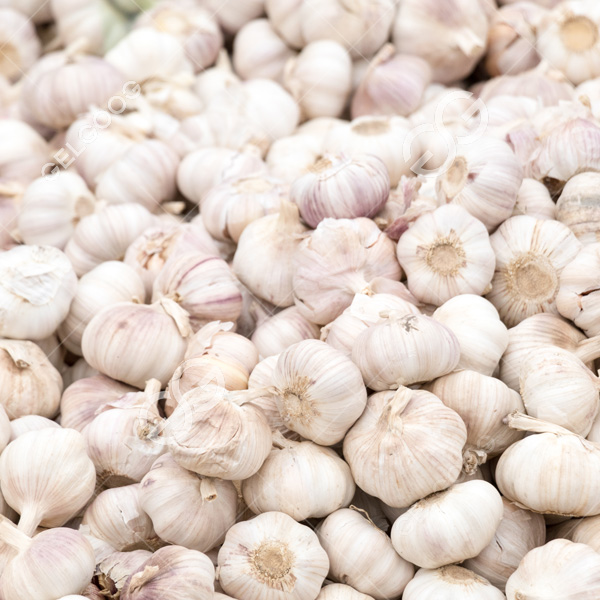 raw material dried garlic