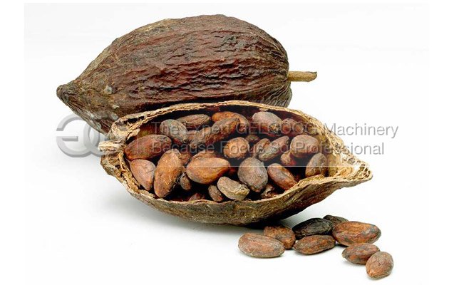 where have best cocoa