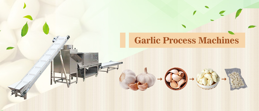 Garlic Process Machines