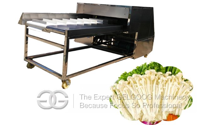 Needle Mushroom Root Cutting Machine