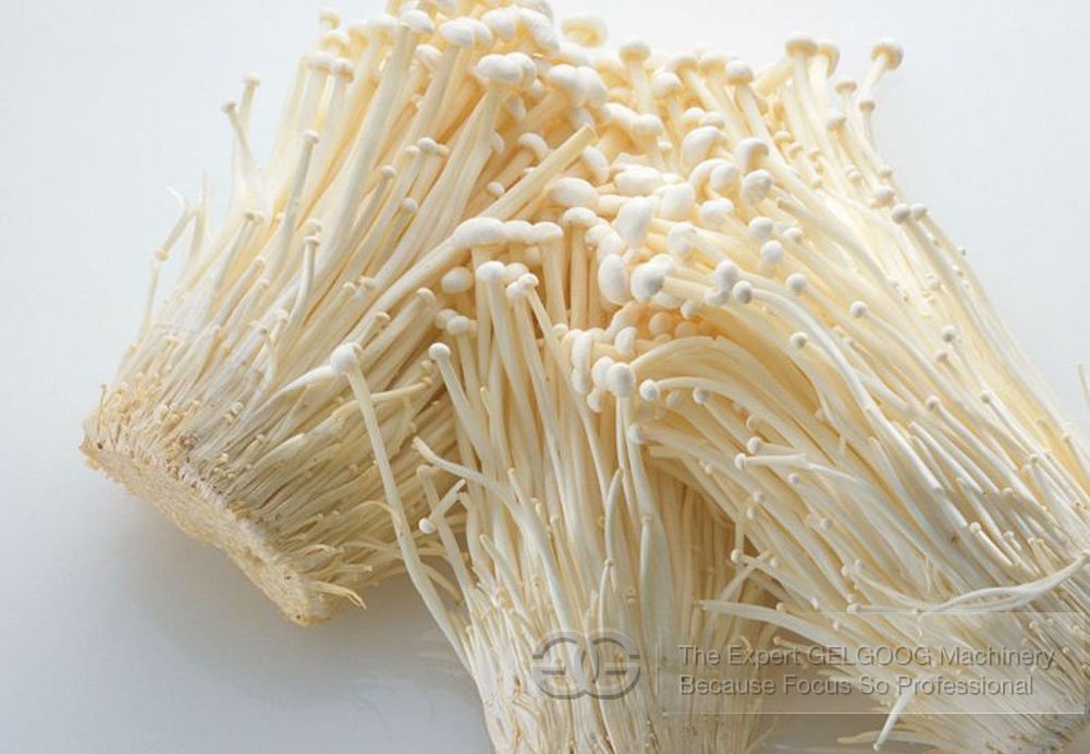 Needle Mushroom Root Cutting Machine 