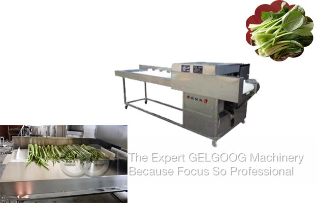 Vegetable Root Cutting Machine