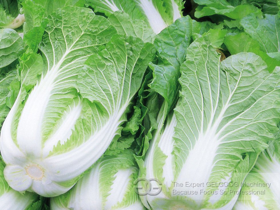 Vegetable Root Cutting Machine