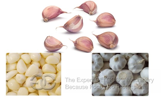Commercial Garlic Breaking Machine