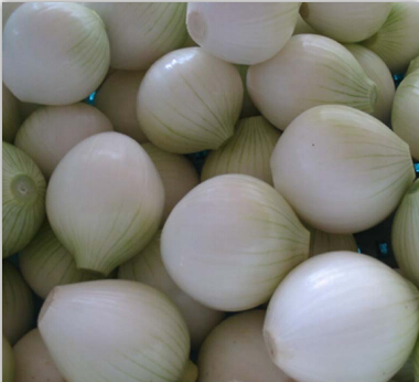 Small Model Onion Skin Removal Machine|Onion Peeling Machine