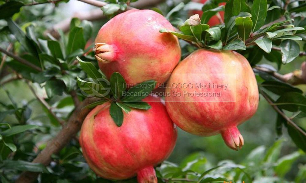 pomegranate peeling machine|pomegranate business