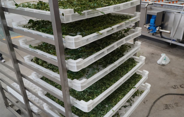 Commercial Fruit Vegetable Drying Machine Manufacturer|Industrial Dehydrator Machine