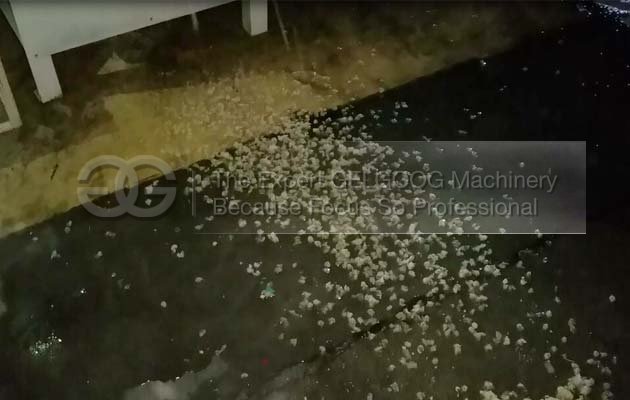 Chickpeas/Gram Skin Removal Machine|Chickpeas Peeler Machine