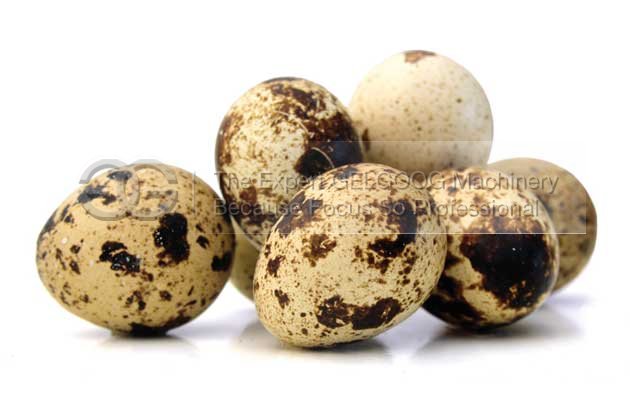 Quail Egg Peeling Machine|Quail Egg Process Line