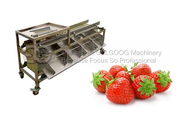 Multi Function Fruit Sorting Machine Manufacturers