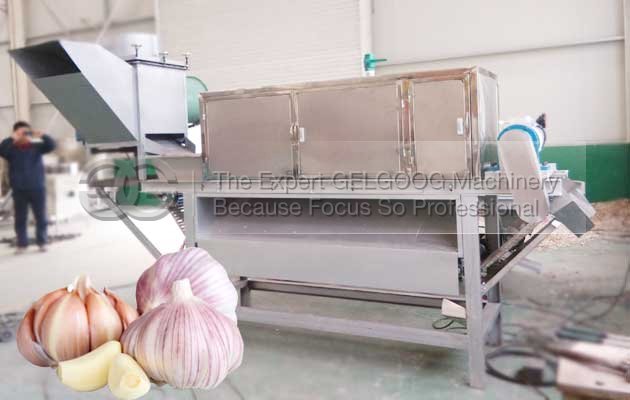 cost of onion and garlic peeling machine