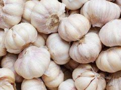 How to Make garlic Powder Commercially?