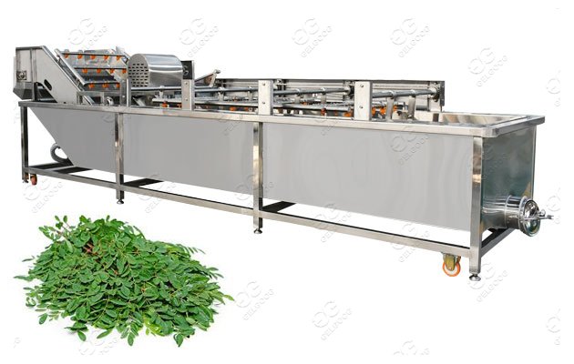 Moringa Leaves Washing Machine Moringa Leaf Processing
