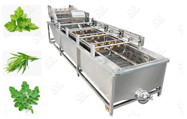 Moringa Leaves washing machine Moringa Leaf Processing