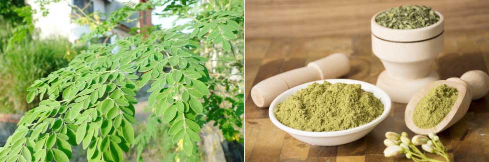 Moringa leaf processing line price