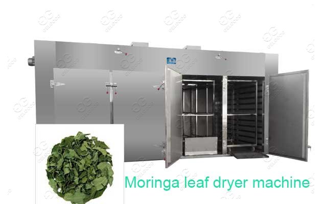 Moringa Leaf Powder Processing 