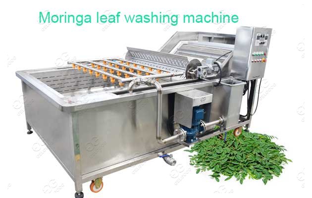 moringa powder manufacturing process