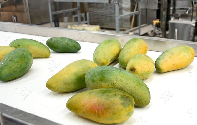 mango processing industry