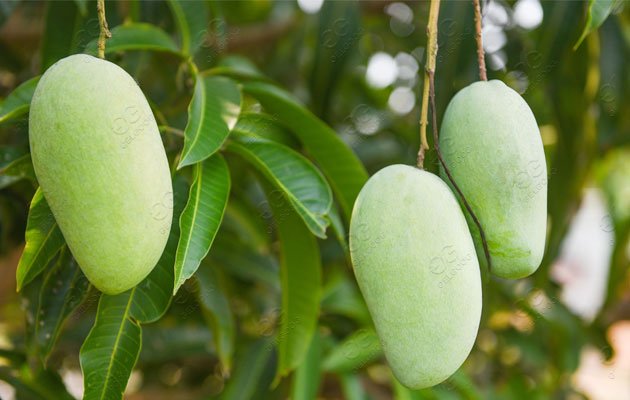 mango processing industry