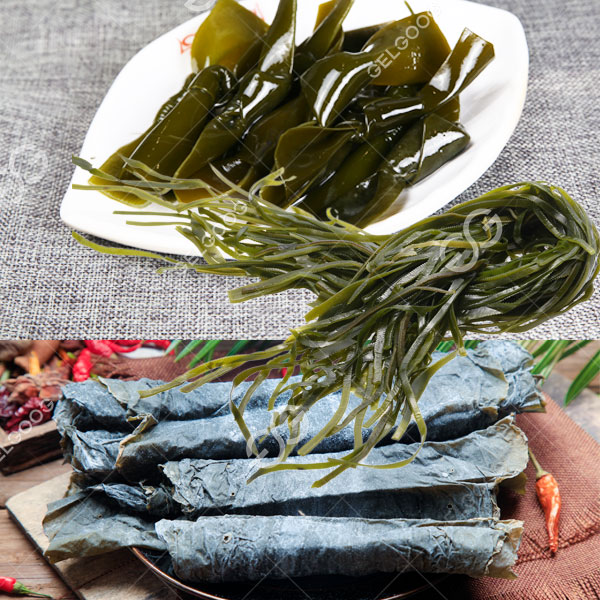 kelp seaweed processing