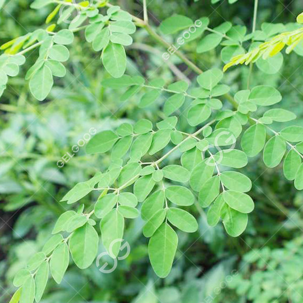 fresh moringa processing