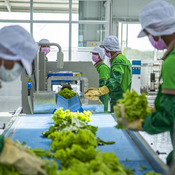 set fresh vegetable process business