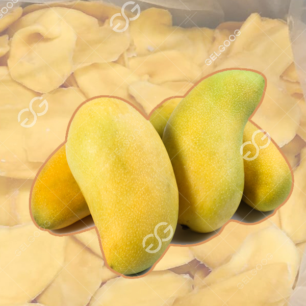 fresh mango dehydrating into dried mango