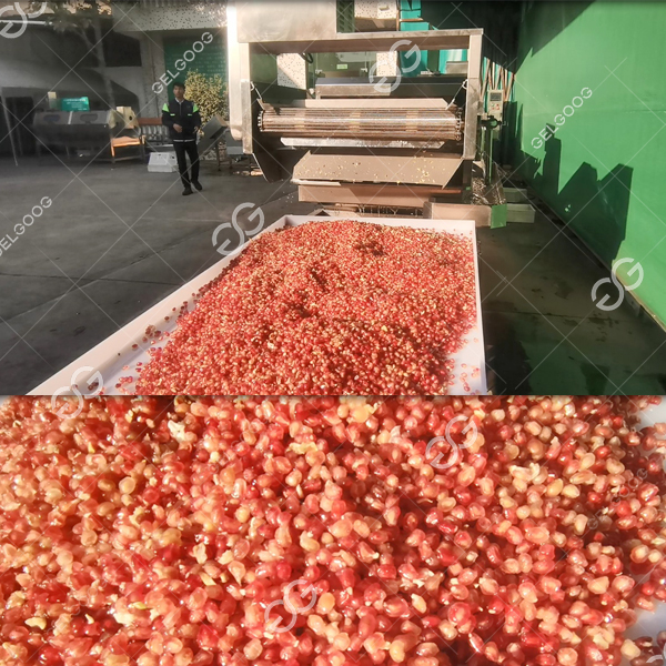 pomegranate arils separator machine